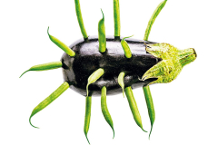 aubergine